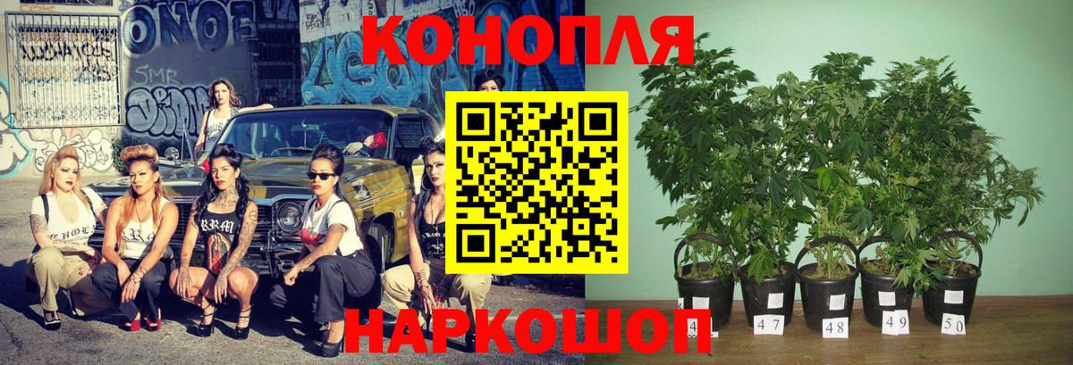 Бошки марихуана конопля Лесозаводск